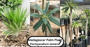 Madagascar Palm Plant