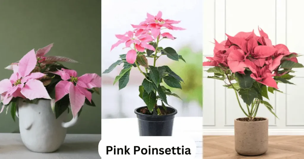 Pink-Poinsettia