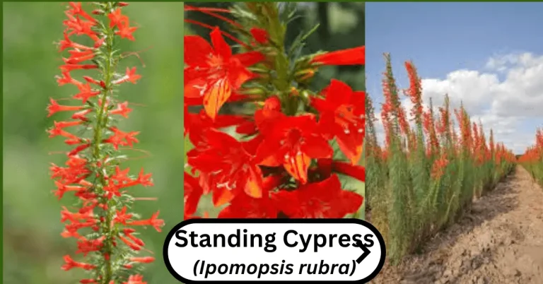 Standing Cypress (Ipomopsis rubra)