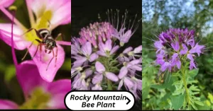 Rocky Mountain Bee Plant