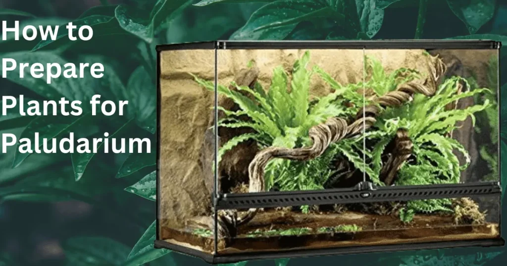 How to Prepare Plants for Paludarium