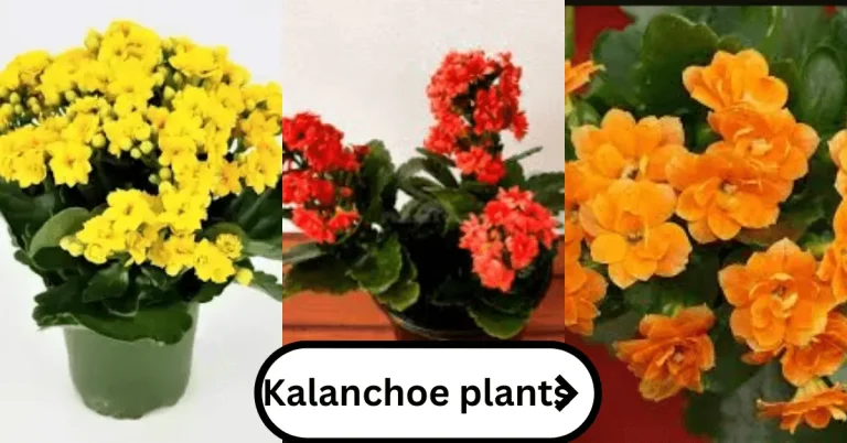 Kalanchoe plants