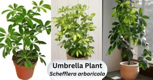 Umbrella Plant care