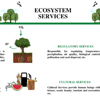 Ecological Memory And Plant Growth | Botanylive